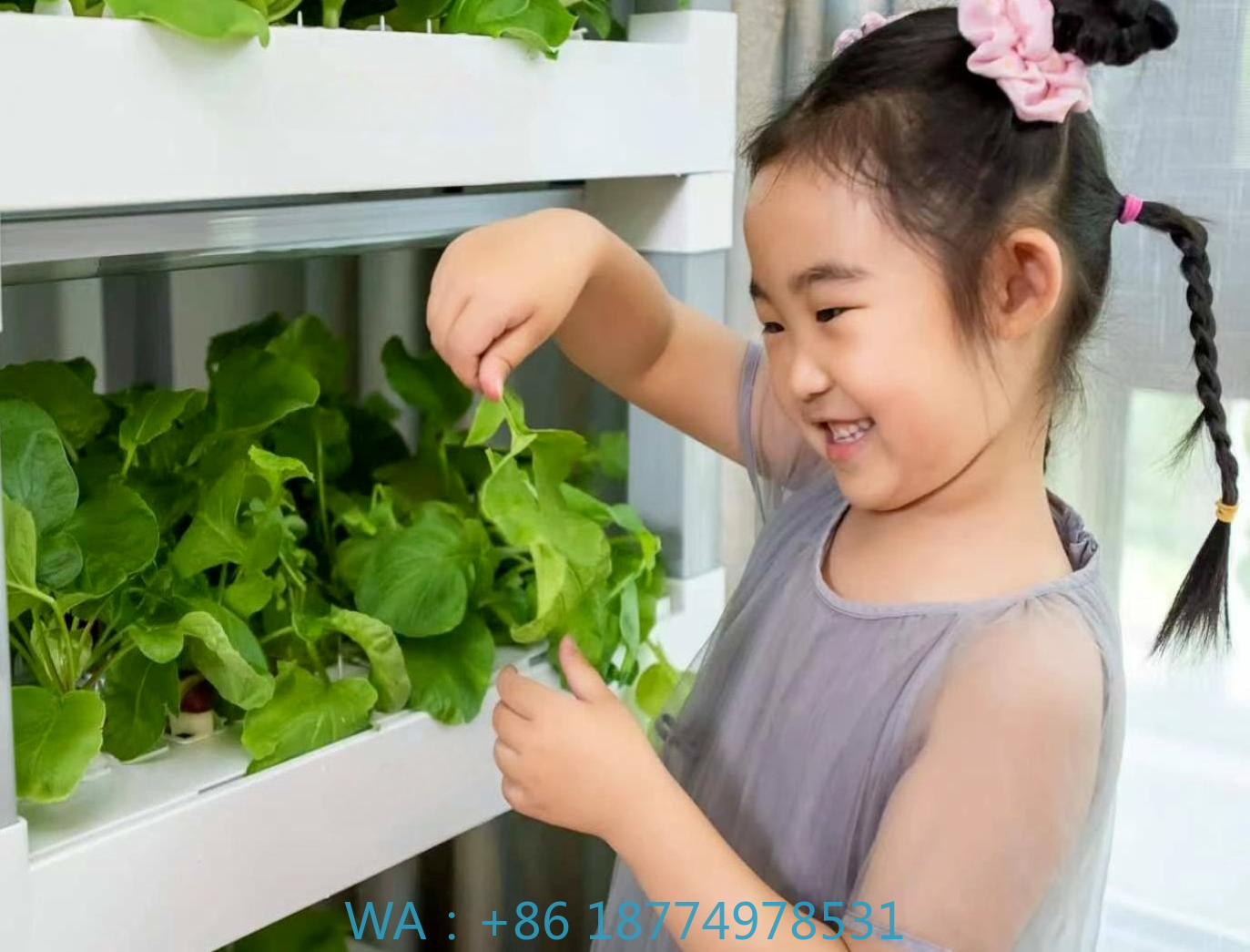 nt China Hydrokultur Grow Box  - Diy Home Automation System recensione e prezzo