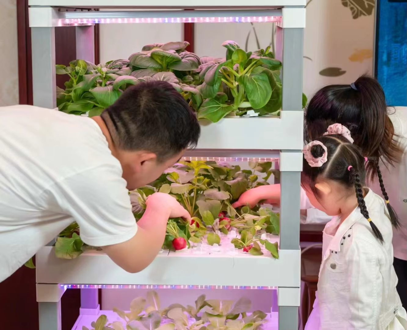 nt China Hydrokultur Grow Box  - Diy Home Automation System recensione e prezzo