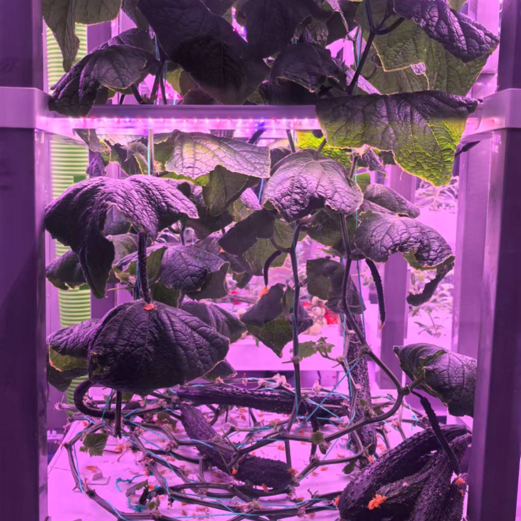 nt China Hydrokultur Grow Box  - Diy Home Automation System recensione e prezzo