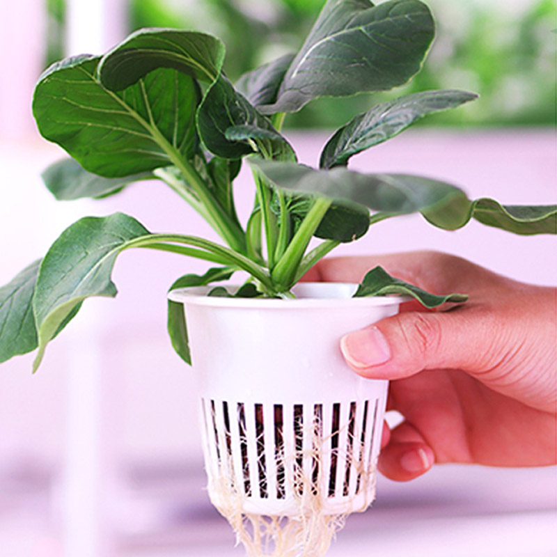 ydroponic Planting System Smar - Smart Home Automation Diy recensione e prezzo
